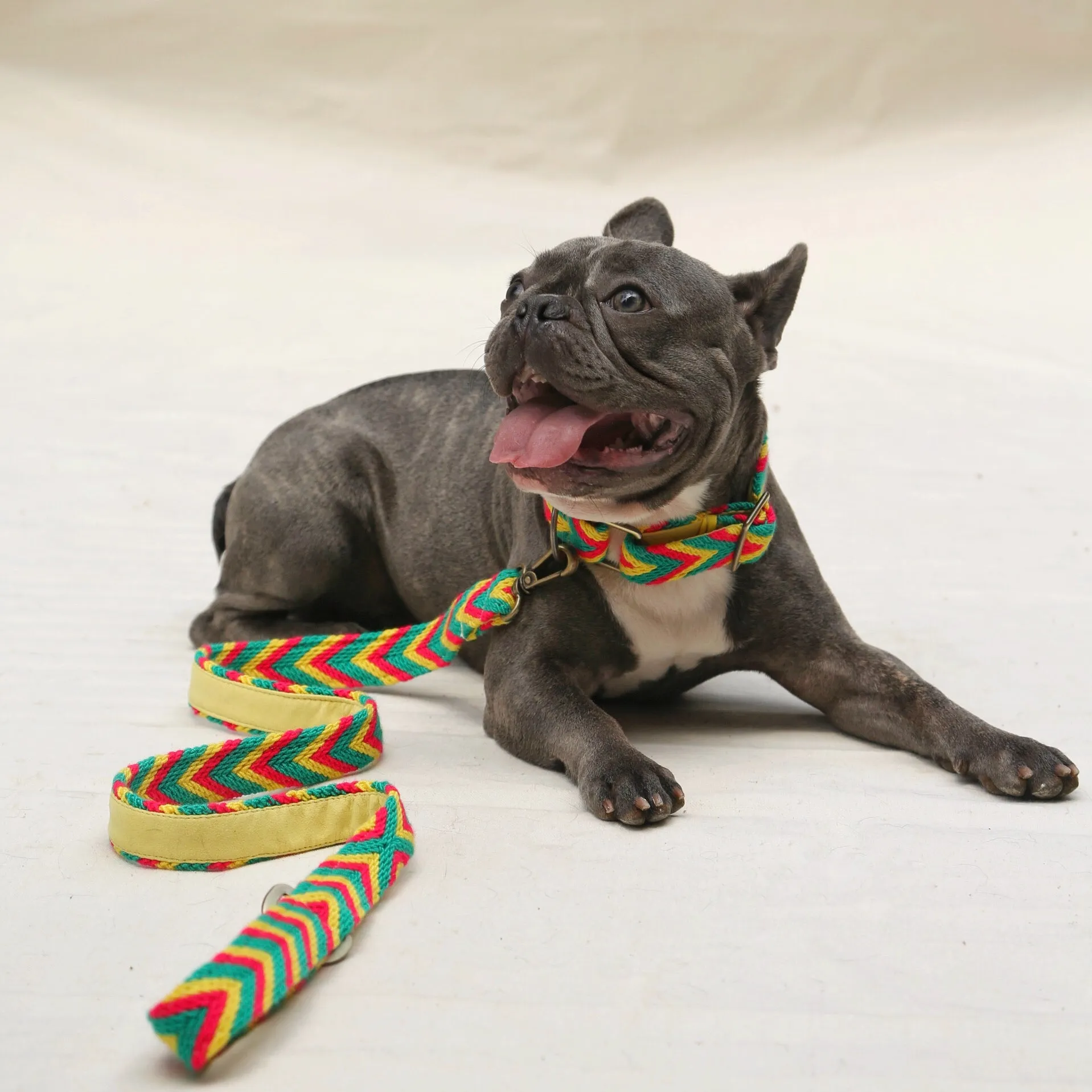 Amarillo Set - Collar & Leash