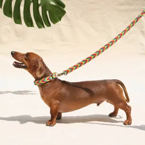 Amarillo Set - Collar & Leash