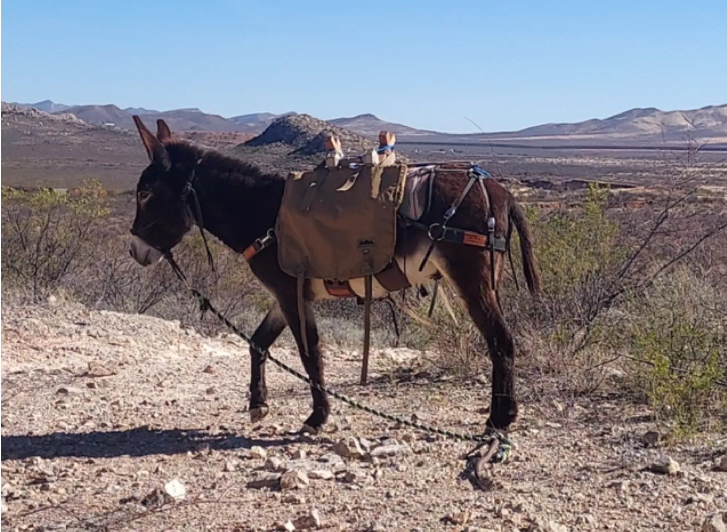 Burro Hunting Pannier with External Pockets- (Set of 2 pannier)