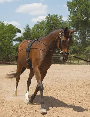 Mustang Balance Training System