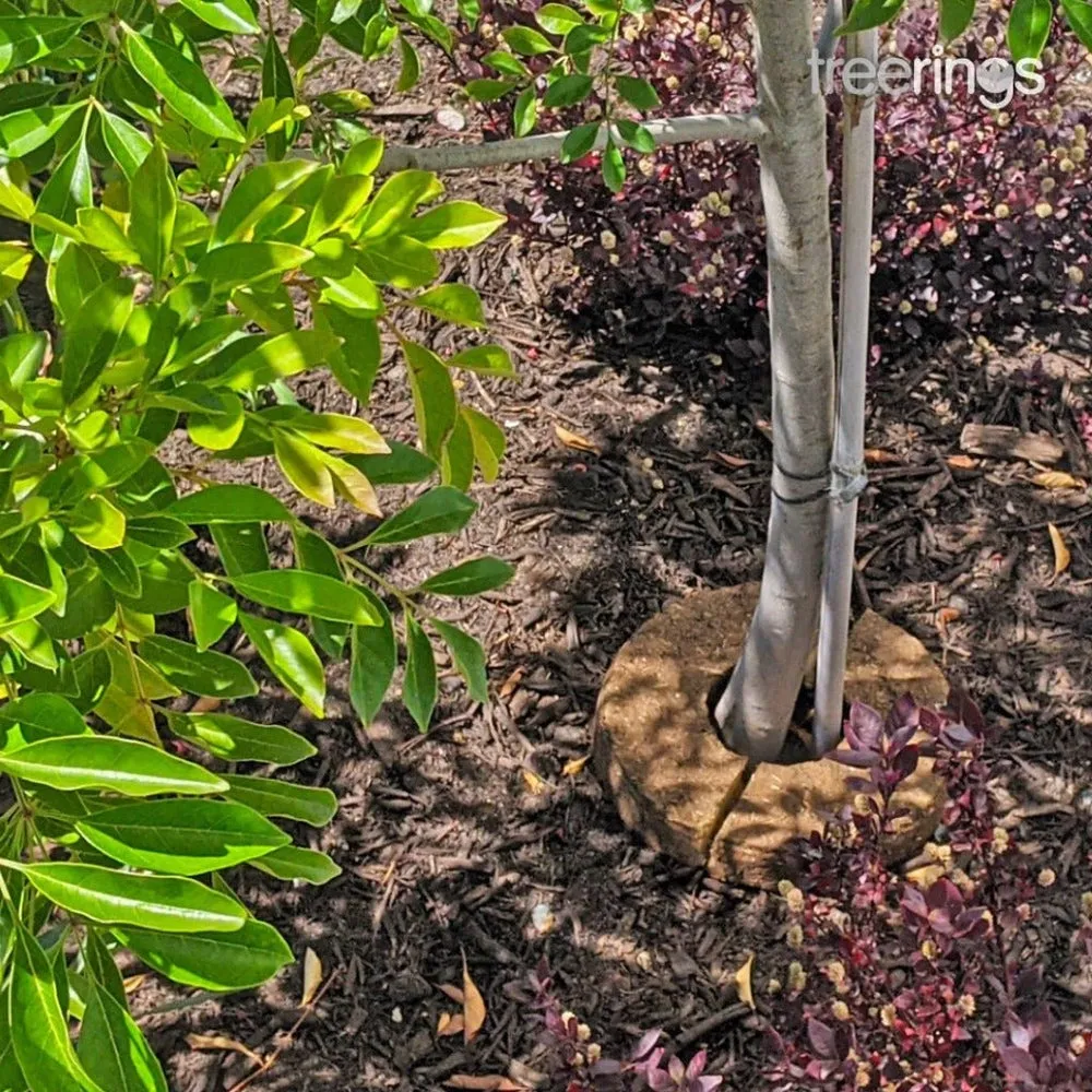 Treerings Natural Fertiliser Rings